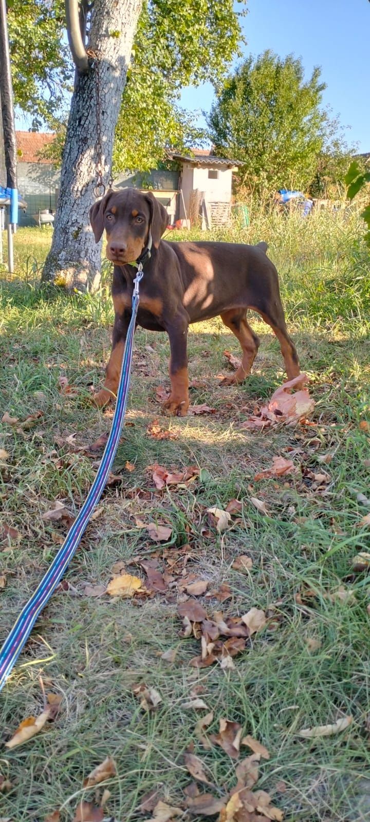Vând femelă doberman maro cu pedigree