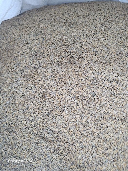 Vând ovăz producție 2025