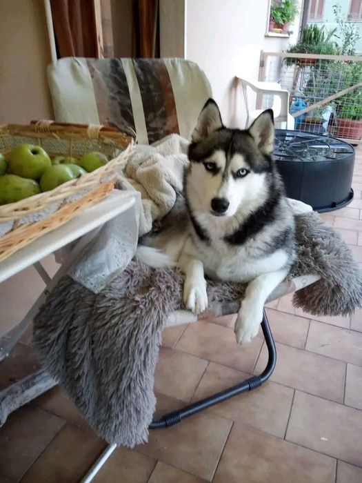 Отдаю в любящие руки Хаски.