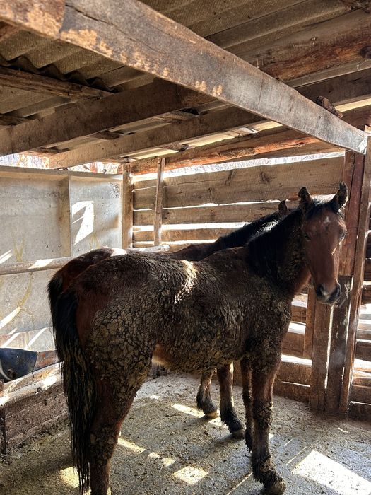 Соғымға 4 бас жылқы сатымын