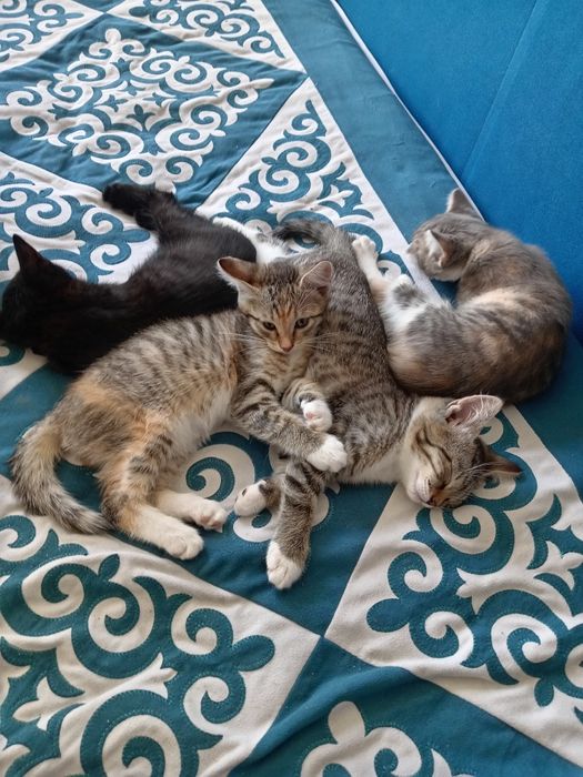 Отдадим котят в добрые руки