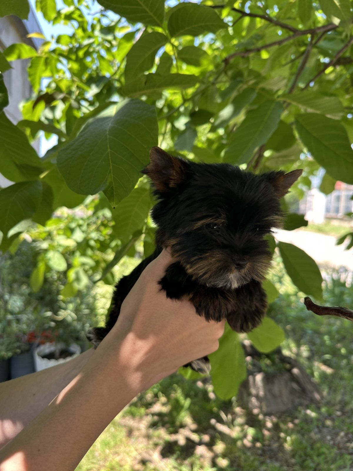 Йоркширски териер