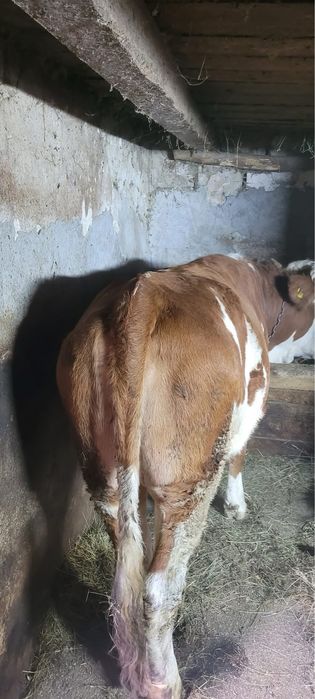 De vanzare! 1 an si 4luni