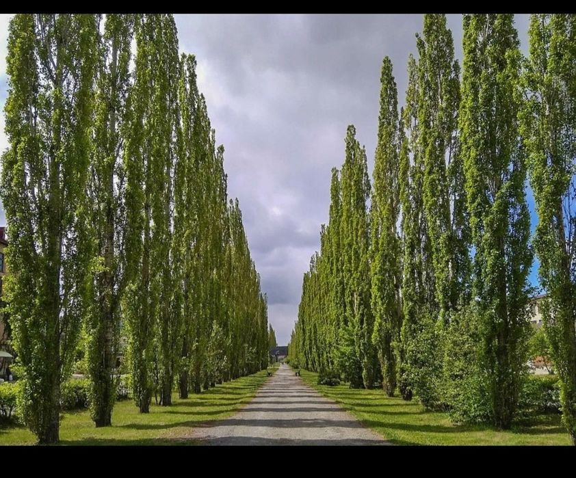 Тополь пирамидальный