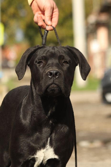 Mascul Cane Corso – 5 luni, cu pedigree