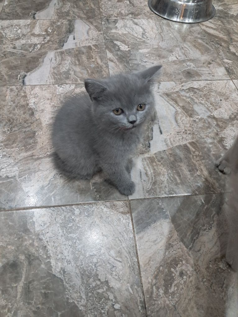 Британски котета
