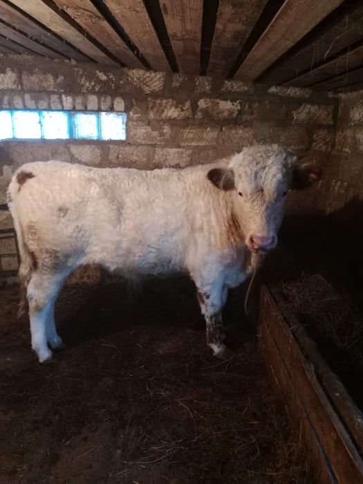 Продается бычок, 11 месяцев