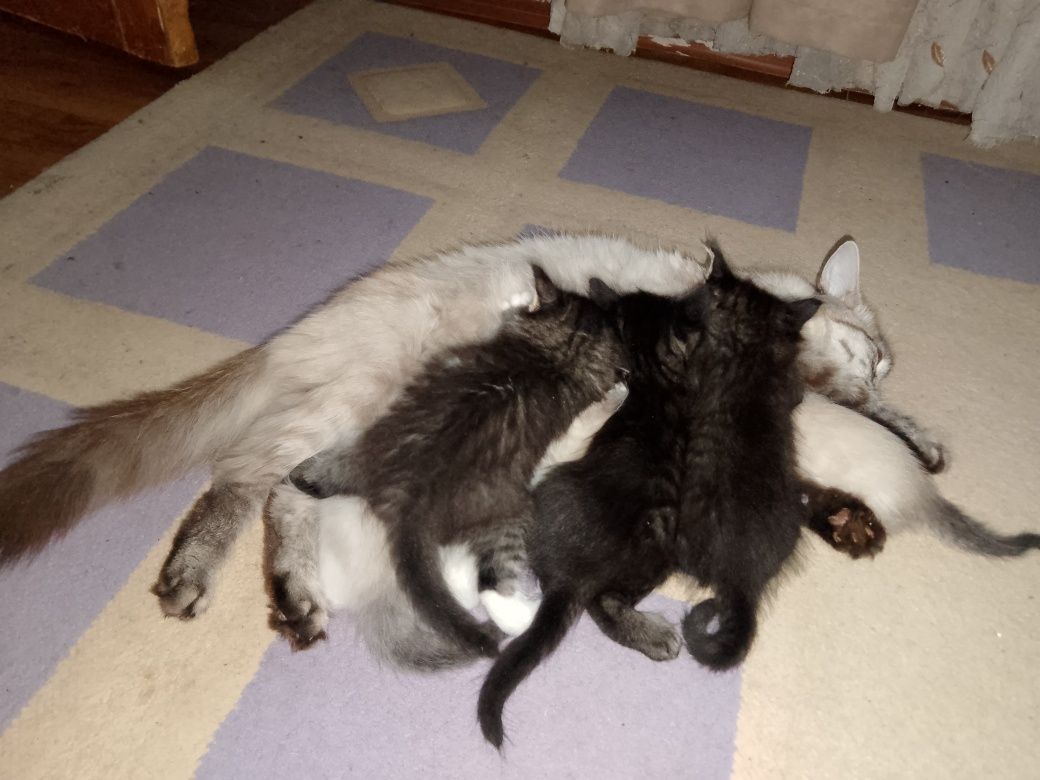 Отдам котят даром
