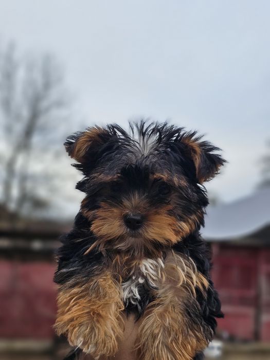 Yorkshire Terrier