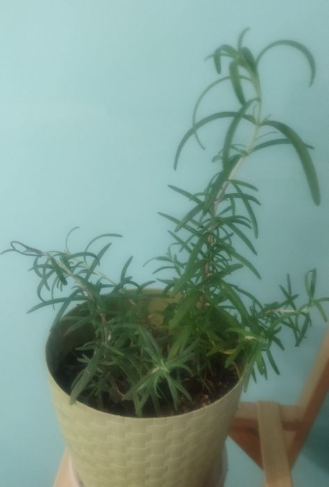 Продам 2 кустика розмарина в одном горшочке