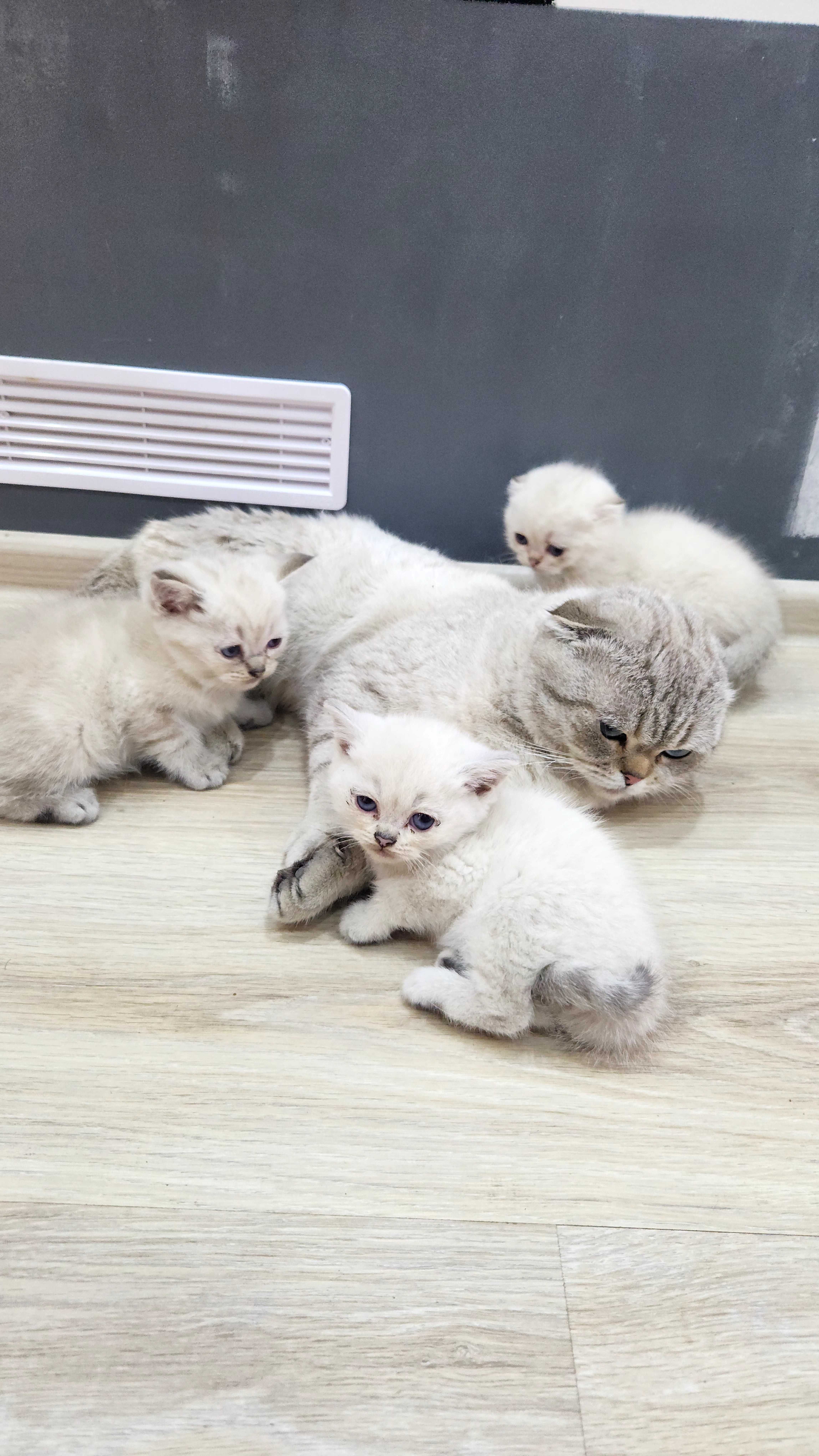 Шотландски котенца