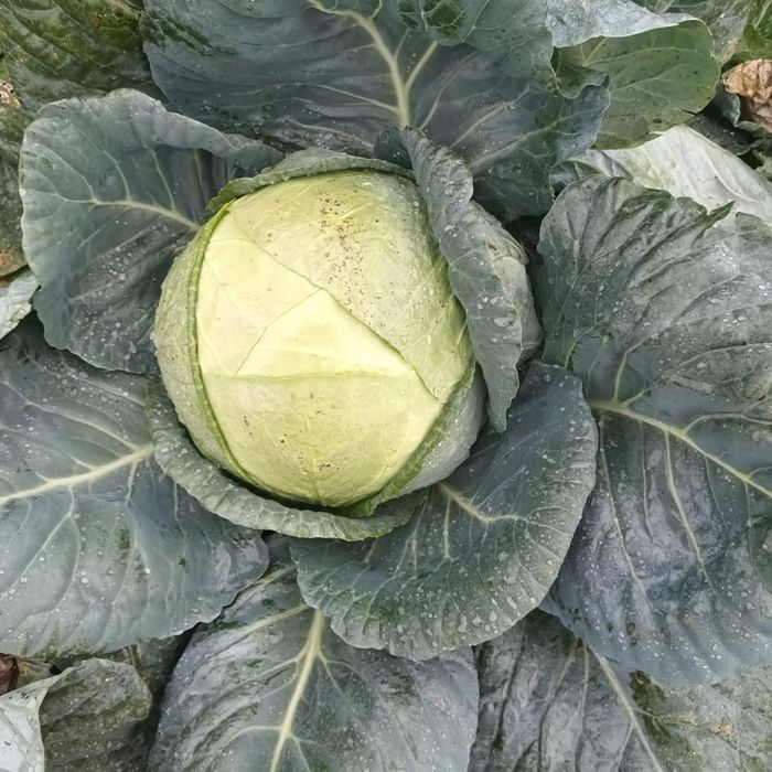 Varză de vânzare 1.50 lei kg