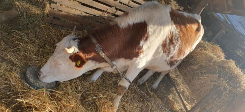 Продавам крава лимузин