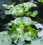Vand set 10 plante iaz, zambile de apa, mature
