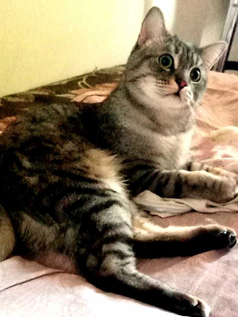 Срочно! Кот. Лоток знает,блох нет