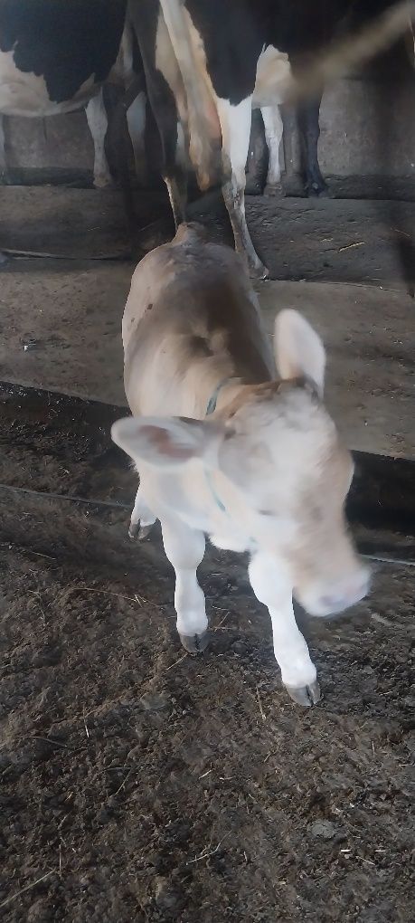 Vând vițel charolez