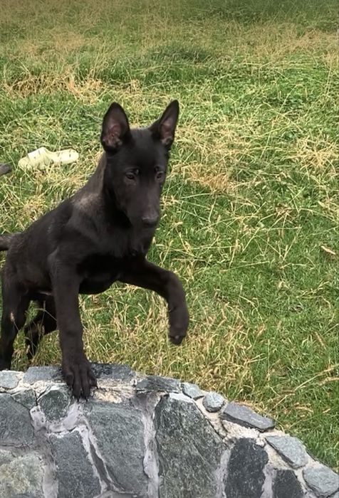 Ciobanesc belgian malinois
