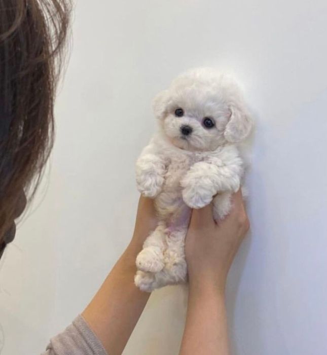 Продаётся Девочка Бишон Фризе