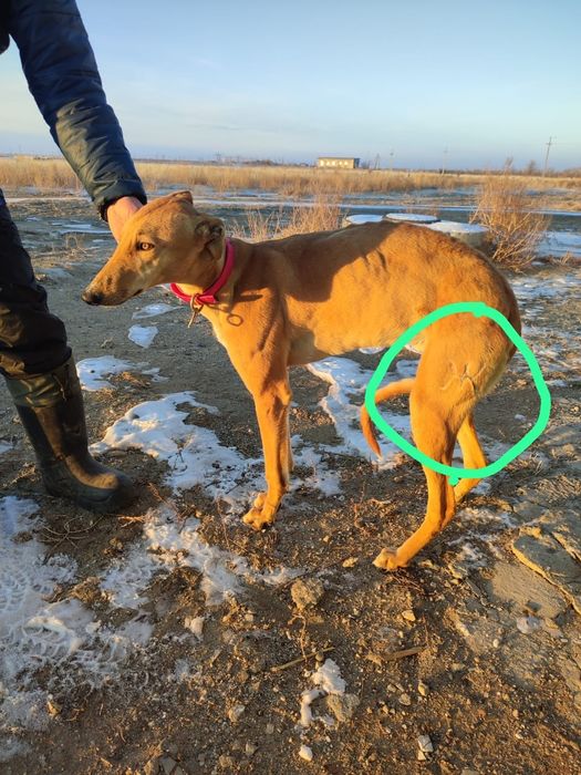 Прапала сабака прошу вергуть за вознагрождения