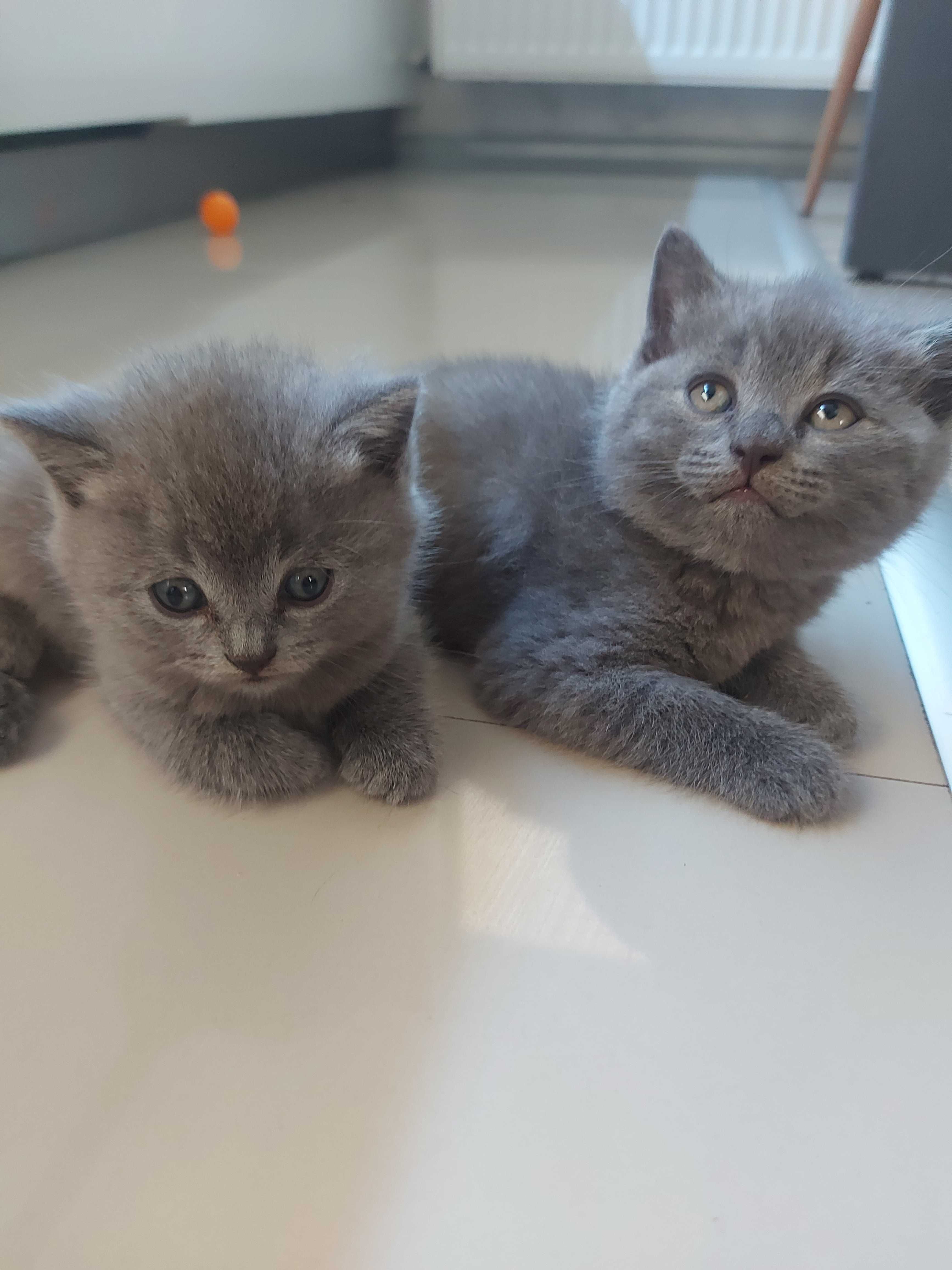 Британски котенца