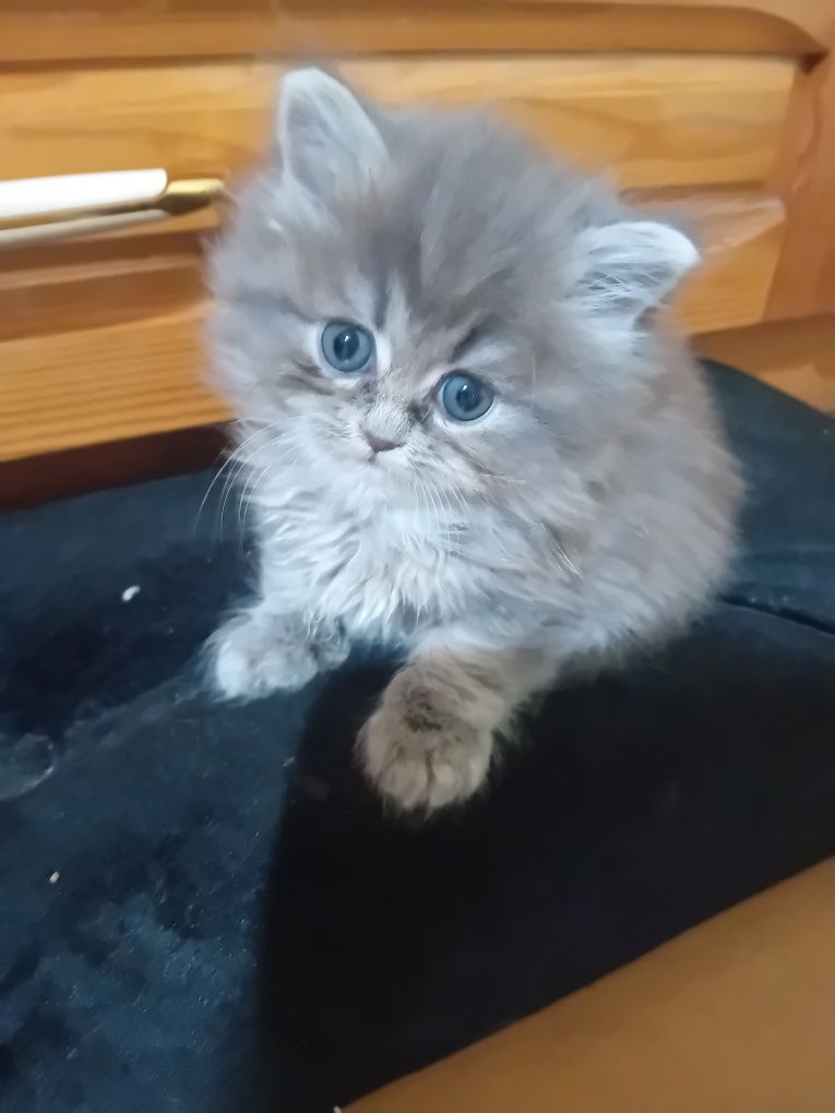 Персийски котки  на два месеца
