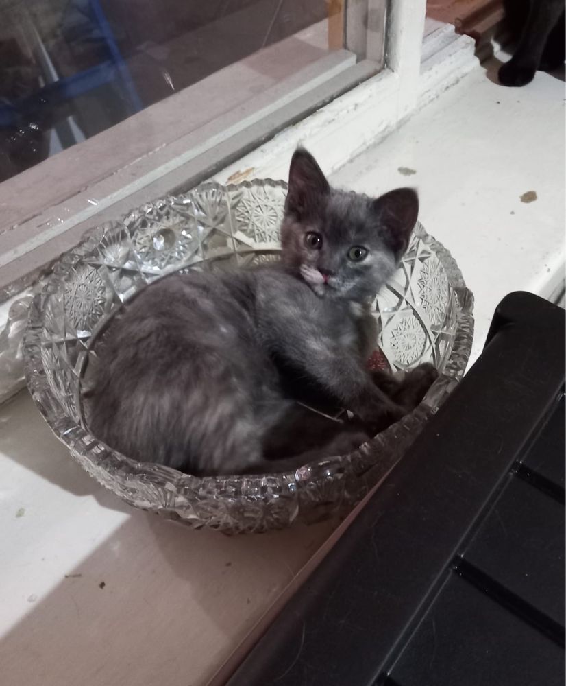 Кошечка ищет дом