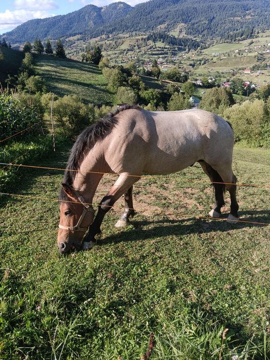 Armăsar 2 ani jumate