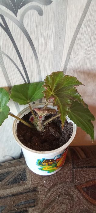 Продам цветы комнатные