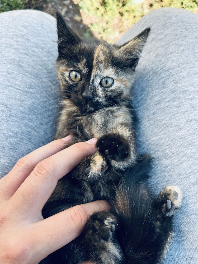 Кошка-кошка-кошка