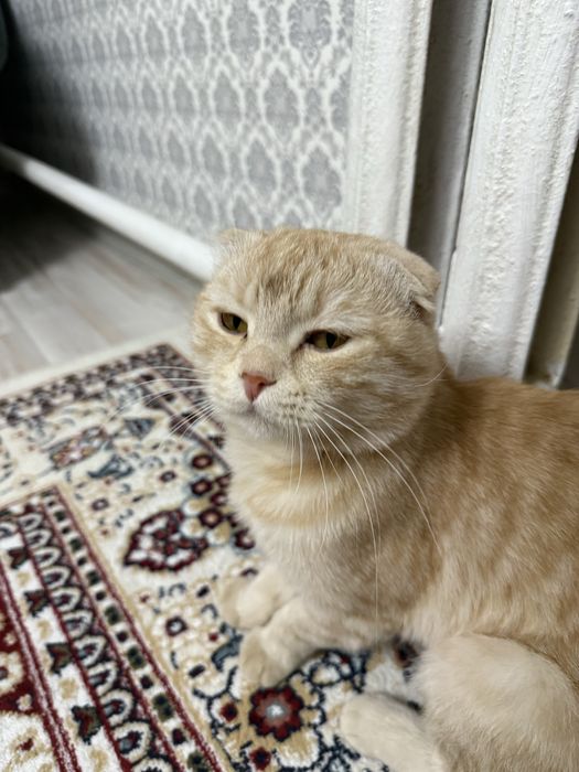 Шотландский вислоухий кот.