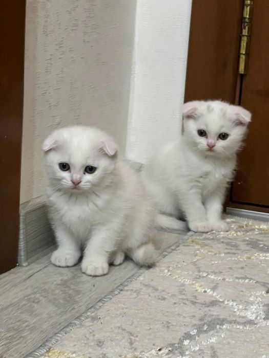 Продается шотландские вислоухие