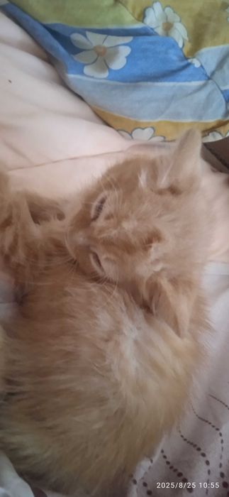 Отдам в добрые руки