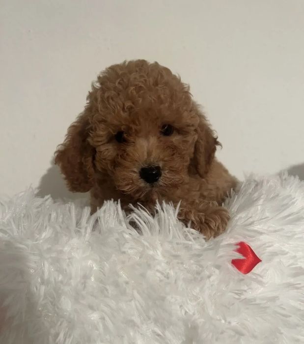 Малки сладки пуделчета/тойчета