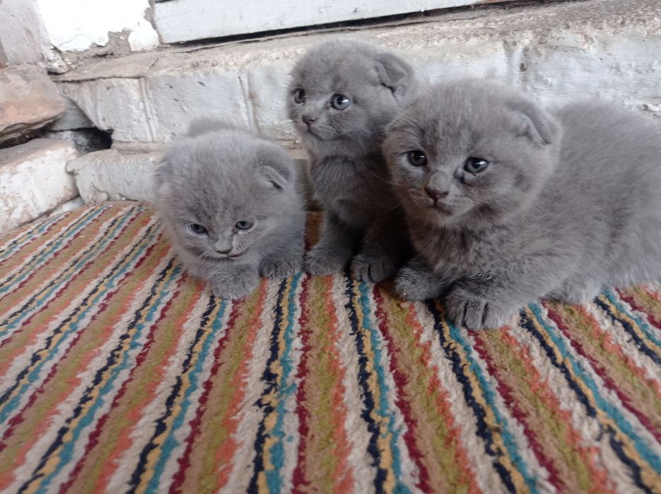 Скотишь фолд продам
