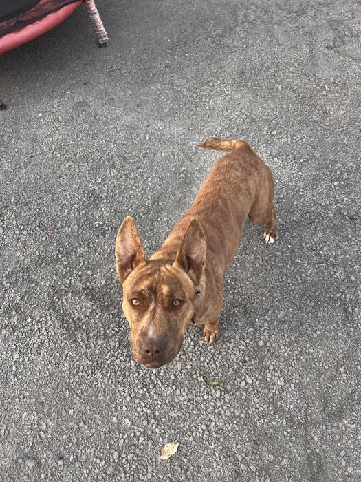 Срочно отдадим собаку питбультерьер девочка