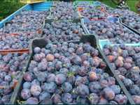 Vand prune pentru tuica
