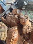 Ganoderma aplanatum uscata