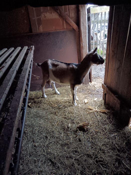 Vând capra alpina cu sannen