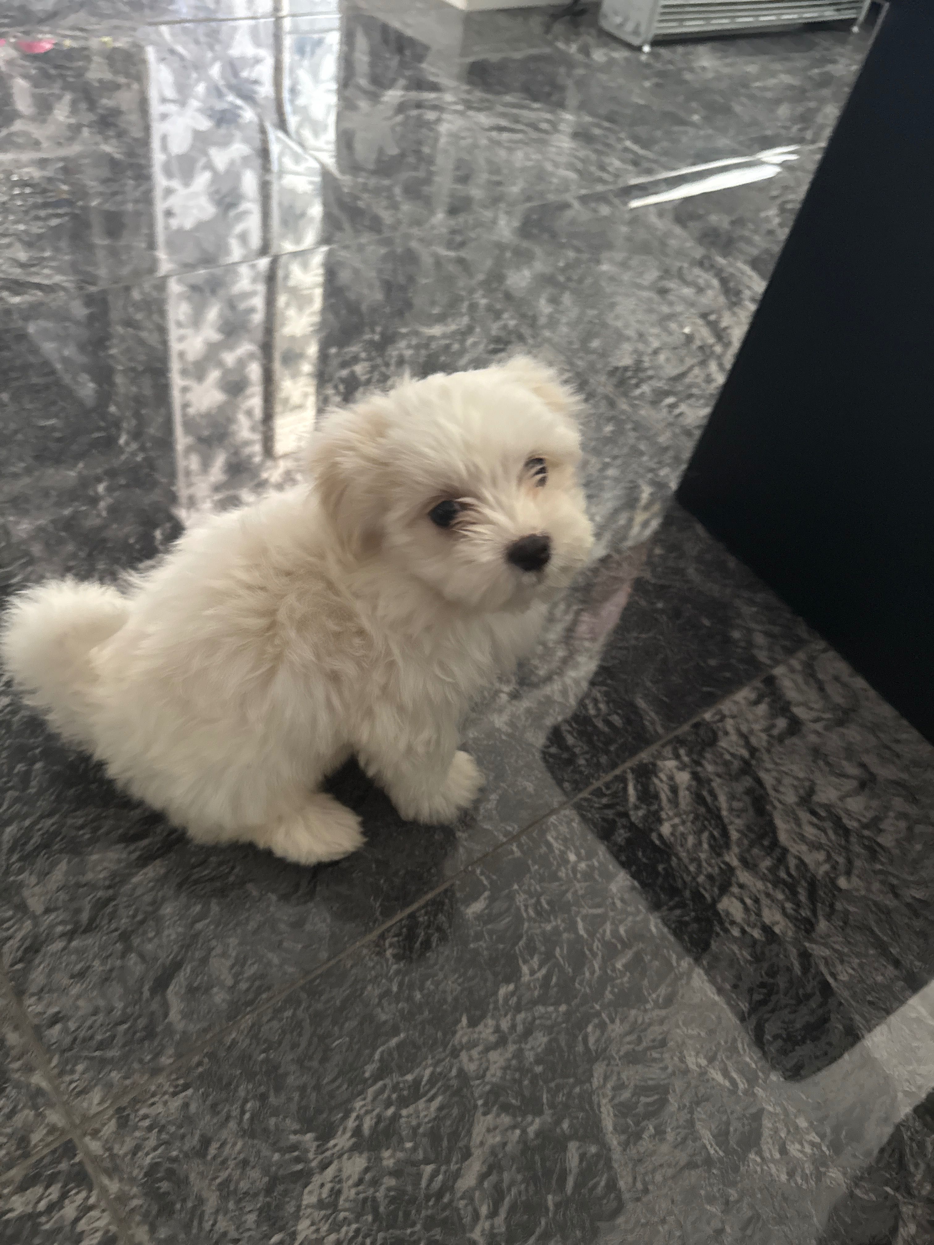 Pui Bichon Maltez mini toy