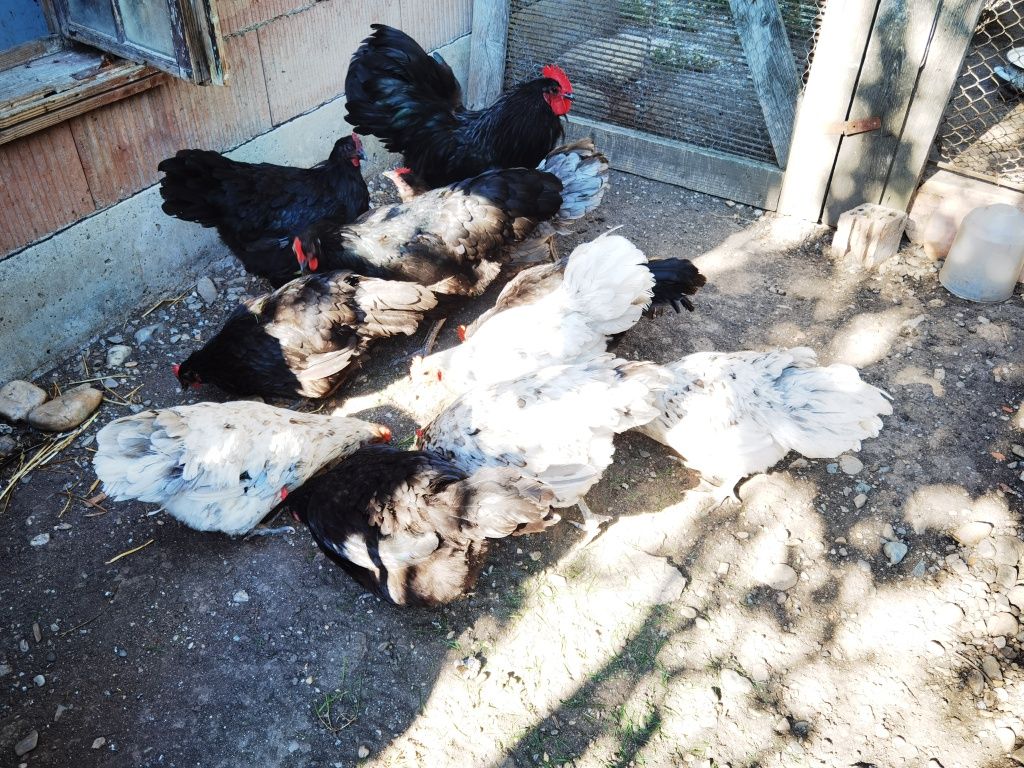 Vând două familii de găini ouătoare australop