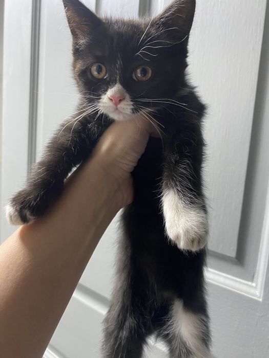 Отдам котенка в хорошие руки!)