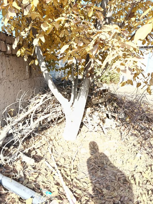 Ôtin sotiladi narxini kelishamiza