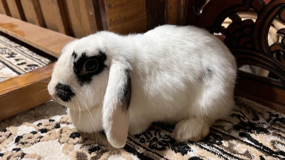 Quyon xatott va xatott baran