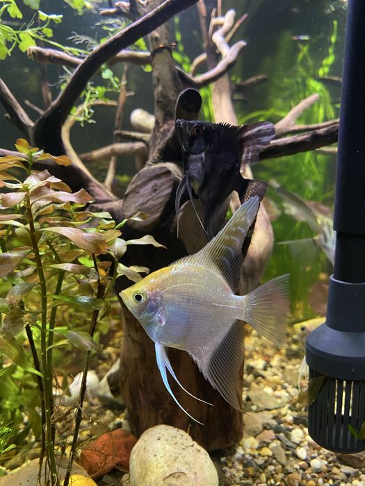 Срочно продаются скалярии