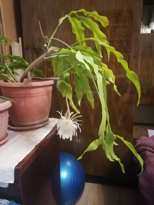 Эпифиллум цветущий белый