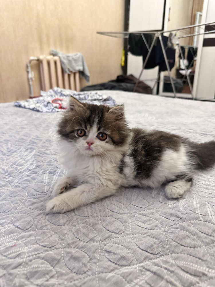 Персидские котята