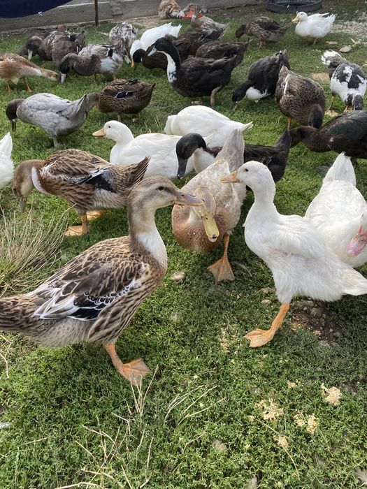 Vand rate romanesti/leşeşti, diferite marimi si culori