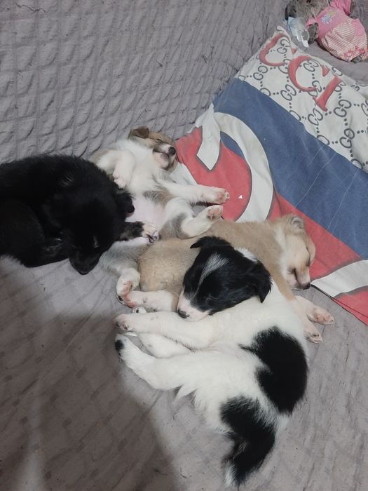 Щеночки в добрые руки