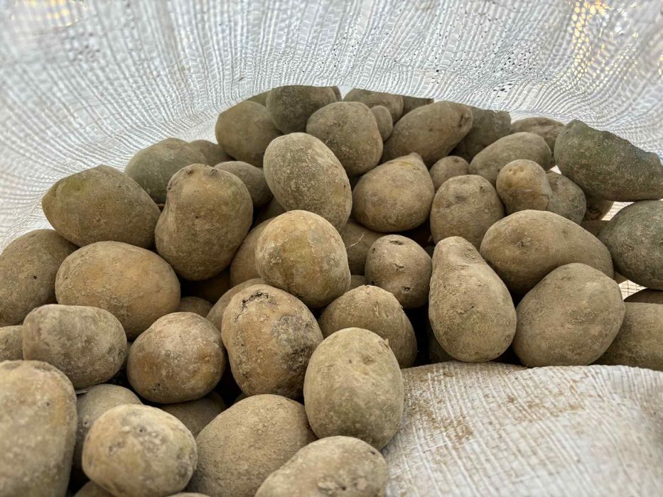 Cartofi animale si consum