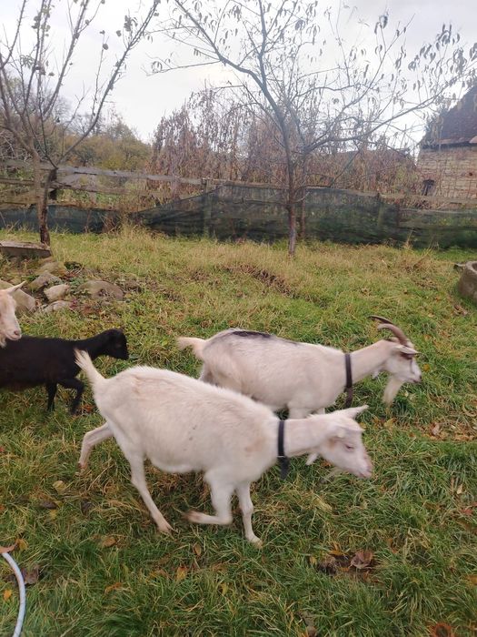 Vînd capere și un țap